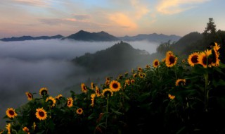 向日葵的生长过程 向日葵的生长过程和图片