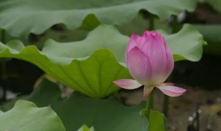 荷花的生长过程 荷花的生长过程图片