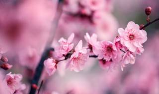 梅花的变化过程（梅花的变化过程记录）