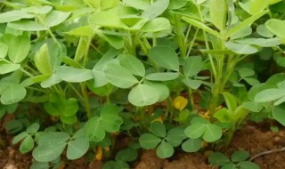 花生生长过程（花生生长过程视频）