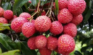 海口有什么特产 海口有什么特产可以送礼