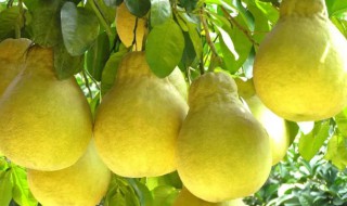 泸州有什么特产 泸州有什么特产小吃