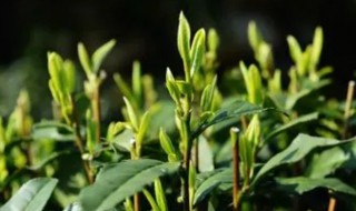 杭州特产是什么 杭州特产是什么茶