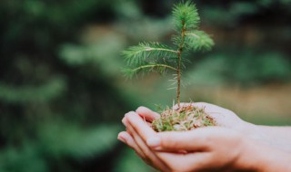 植树的过程 植树的过程英语作文