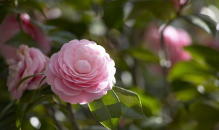 种花的过程 种花的过程图片