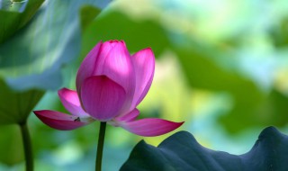 花的生长过程 花的生长过程日记