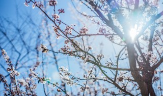 梅花的生长过程 梅花的生长过程观察日记