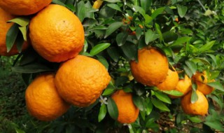 大理有什么特产（云南大理有什么特产）