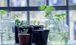 富贵竹多长时间生根（新买的富贵竹多长时间生根）