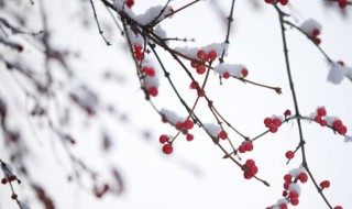 小雪节气应该注意些什么（小雪节气需要注意些什么）