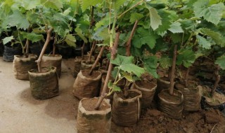 盆栽葡萄树冬天怎样过冬(盆栽葡萄冬天怎么越冬)