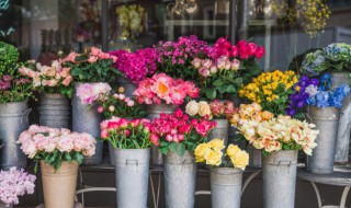 满天星盆栽应该怎么种 满天星能盆栽吗?