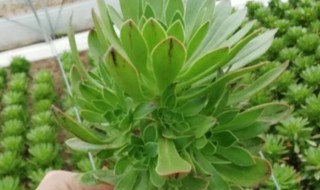 绿法师盆栽怎么养护（绿法师的养殖方法图片欣赏）