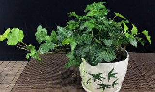 绿萝吊兰在大棚里盆栽技术 绿萝吊兰的养殖方法