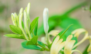 金银花怎么盆栽(金银花怎么盆栽养植)