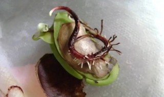 芒果核种在家里盆栽能结果么(芒果核怎么种盆栽能结果吗)