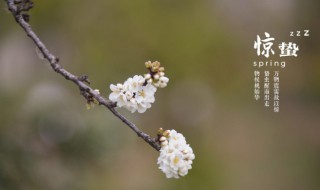 十二节气惊蛰怎么读（节气惊蛰的读音）