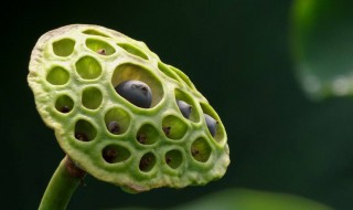 莲蓬摘下来可以保存几天(莲蓬采摘后怎么保存)