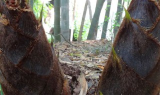 冬笋要剥皮到哪一层 冬笋要剥皮到什么程度