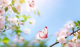 24节气的立春是什么意思 24节气中的立春是什么意思