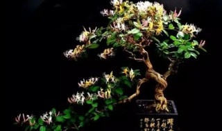 盆栽金银花的种植方法 盆栽金银花的养殖方法