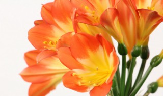 盆栽君子兰冬天怎么养 盆栽君子兰怎么过冬