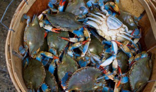 生的飞蟹能搁冰箱里面冻吗(飞蟹放冰箱冷藏里一宿能死不)