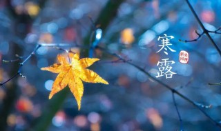 寒露节气有什么风俗(寒露节气俗语)