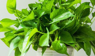 绿萝可以用普通土盆栽吗 绿萝可以用平常的土养吗