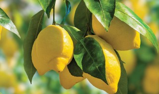 柠檬盆栽开花是哪个季节（柠檬哪个季节开花结果）