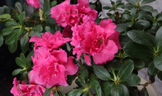 盆栽杜鹃花一年开几次花（杜鹃花啥时候开花一年开几次花）