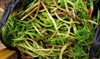 泥蒿根如何保存（芦蒿根怎么保存）