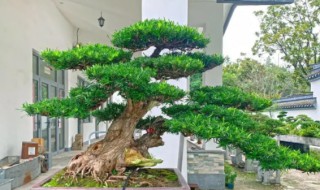 罗汉松盆栽的养殖方法和注意事项（罗汉松盆栽的养殖方法和注意事项图片）