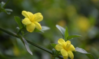 盆栽迎春花的养殖方法和注意事项 迎春花要怎么养