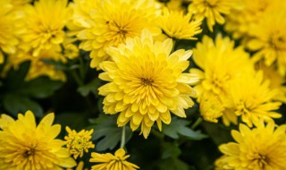 盆栽菊花如何矮化 很实用的菊花矮化方法