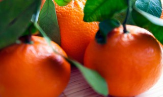 盆栽桔子怎么才能开花结果（桔子树怎样才能开花结果）