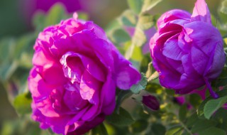 为什么盆栽玫瑰花的叶子会发黑（玫瑰花叶子发黑的原因）