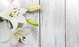 盆栽百合花养殖方法和注意事项(盆栽百合花养殖方法和注意事项图片)