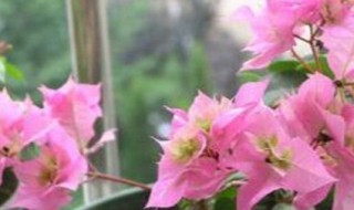 盆栽三角梅的养殖方法和注意事项（三角梅的养殖方法和注意事项）