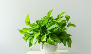 适合家居的盆栽有哪些（居家适宜什么盆栽）