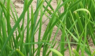 盆栽韭菜越来越细怎么办 盆栽韭菜太细