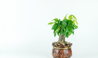 盆栽发财树施什么肥料最好 花卉盆栽发财树施什么肥最好