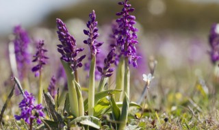 竹叶兰盆栽怎么养 竹叶兰的种植方法