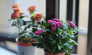 盆栽玫瑰花怎么养才不会枯萎（一朵玫瑰花怎么养才不会枯萎）