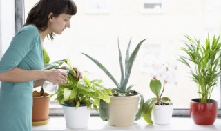 什么树长得快盆栽（栽什么树长的快）