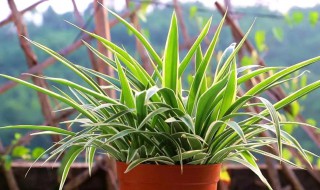 适合在室内养的小盆栽有哪些（适合室外养的小盆栽植物）