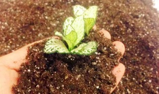 盆栽花卉的底肥怎么施 花卉上盆怎么施底肥