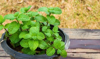薄荷盆栽怎么弄 薄荷怎么养 盆栽图片