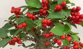 山楂可以当盆栽吗 山楂能盆栽吗