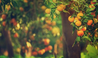 盆栽桔子树的养护问题请教（桔子树苗的盆栽和注意事项）